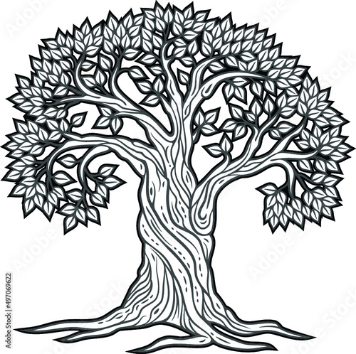 Old big oak tree