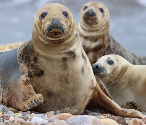 Grey Seal Family
