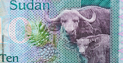 African buffalo or Cape buffalo (Syncerus caffer) with a calf. Pineapple. Portrait from South Sudan 10 Pounds 2016 Banknotes.