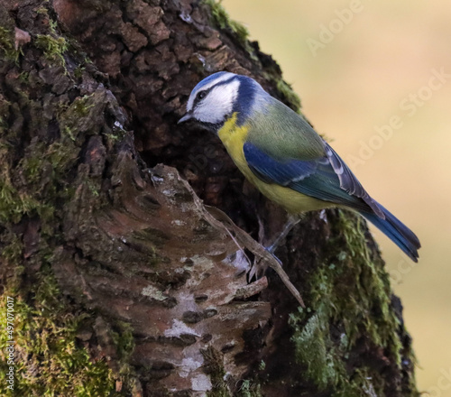 Blue Tit looking for a new nest