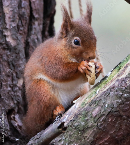Red Squirrel