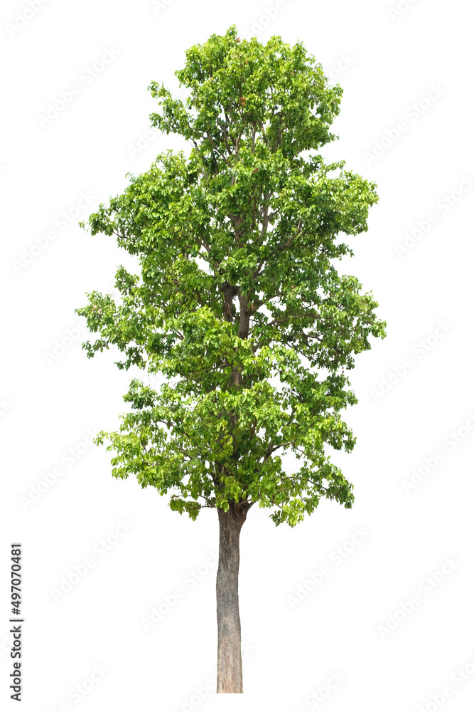 tropical green tree side view isolated on white background for landscape and architecture drawing, elements for environment and garden