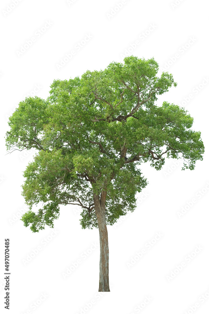 tropical green tree side view isolated on white background for landscape and architecture drawing, elements for environment and garden tropical green tree side view isolated on white background for landscape and architecture drawing, elements for environment and garden