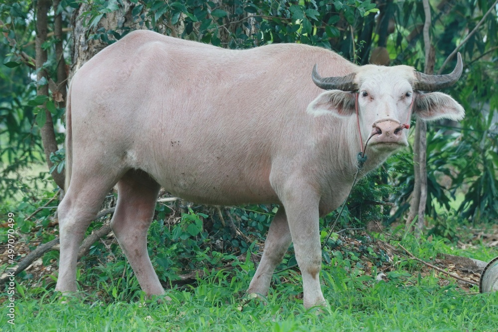 cow in a meadow cow in a meadow