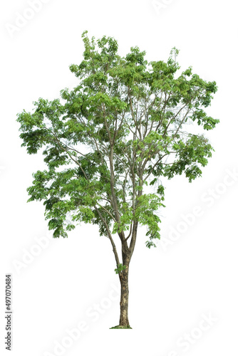 tropical green tree side view isolated on white background for landscape and architecture drawing, elements for environment and garden © Chanya_B