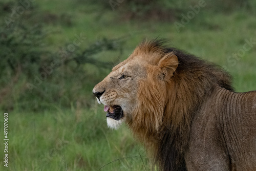 lion in the grass