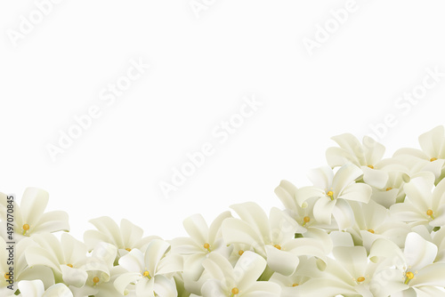 White flowers isolated on white background. Realistic EPS file.