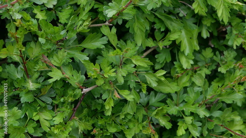 Full frame close up background image of green spiky hawthorn hedge