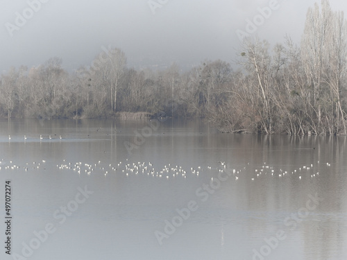 Obraz na plátně oiseaux en hiver sur la lac de la Base de loisirs de Verneuil sur Seine dans les
