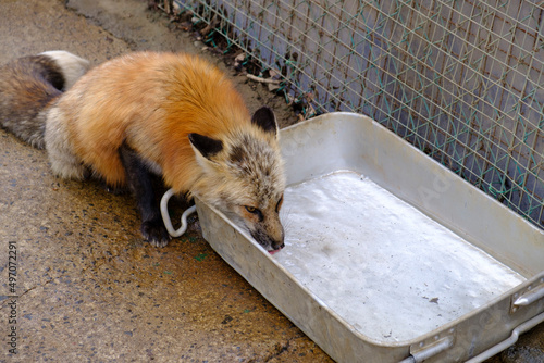 水を飲む狐