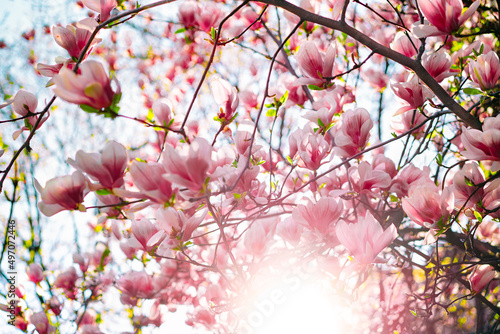 Pink magnolia soulangeana tree in bloom during springtime photo
