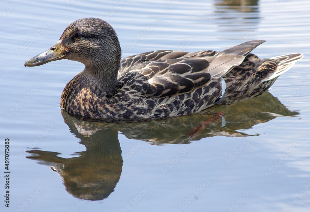 Duck in the pond Duck in the pond