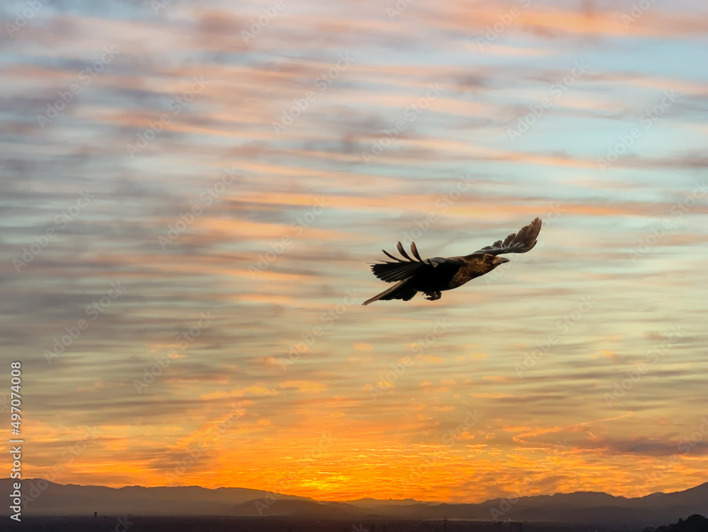 Fototapeta premium The flying crow in the sunset