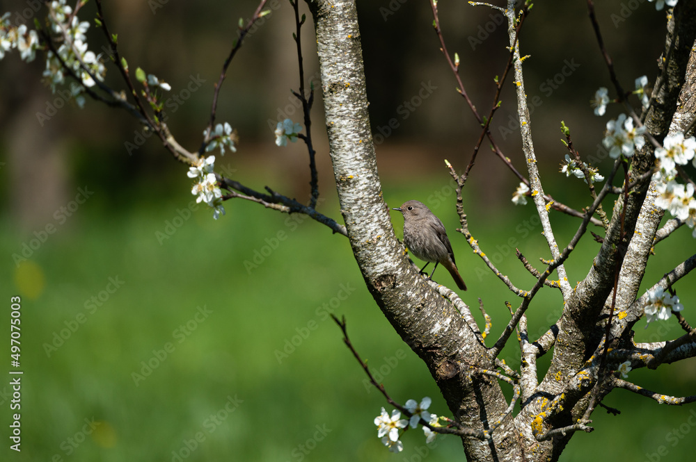 Phoenicurus ochruros - Black Redstart - Rougequeue noir Phoenicurus ochruros - Black Redstart - Rougequeue noir