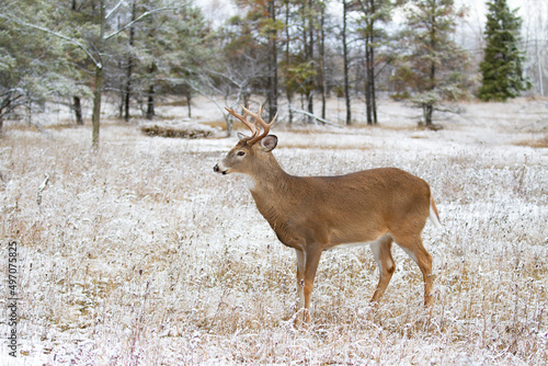 White-tailed deer buck walking in the winter snow in Canada