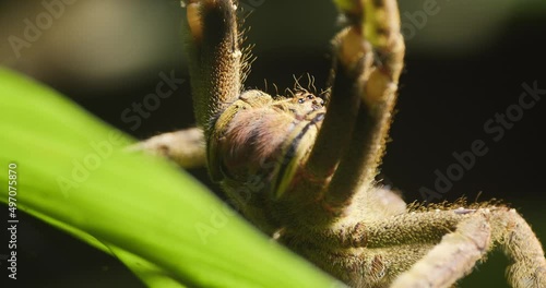 Wandering Spider in defense position motionless on leaf, Tambopata National Reserve. photo