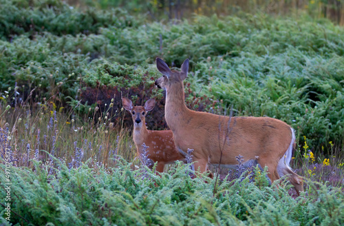 White-tailed deer fawn and doe share a tender moment in the forest in Canada