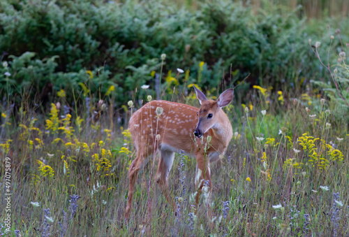 White-tailed deer fawn walking through the meadow in Ottawa, Canada