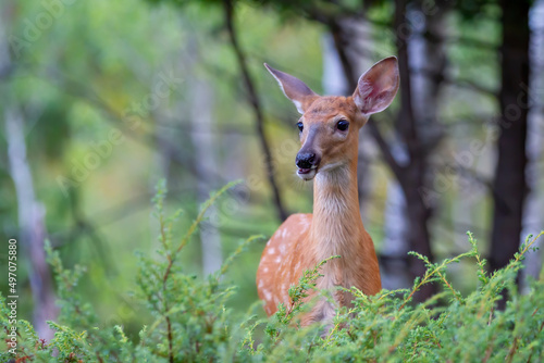 White-tailed deer fawn walking through the meadow in Ottawa, Canada