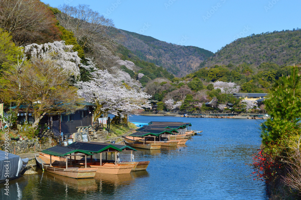Naklejka premium 京都市嵐山嵐峡めぐりの屋形船と桜01