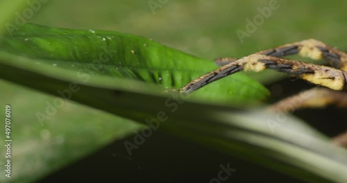 Extreme close up of Wandering Spider on jungle leaf, Tambopata National Reserve. photo