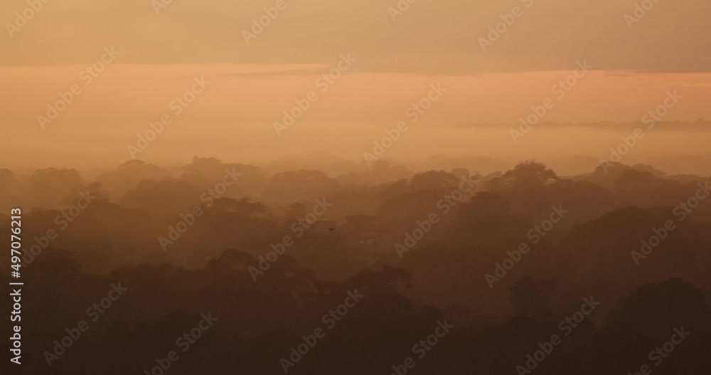 Elevated tree canopy view in jungle at golden hour, tracking bird shot Elevated tree canopy view in jungle at golden hour, tracking bird shot