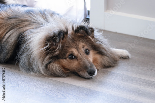 Fototapeta Naklejka Na Ścianę i Meble -  Sable Shetland Sheepdog on vinyl laminate flooring. Pet friendly durable and popular flooring choice.