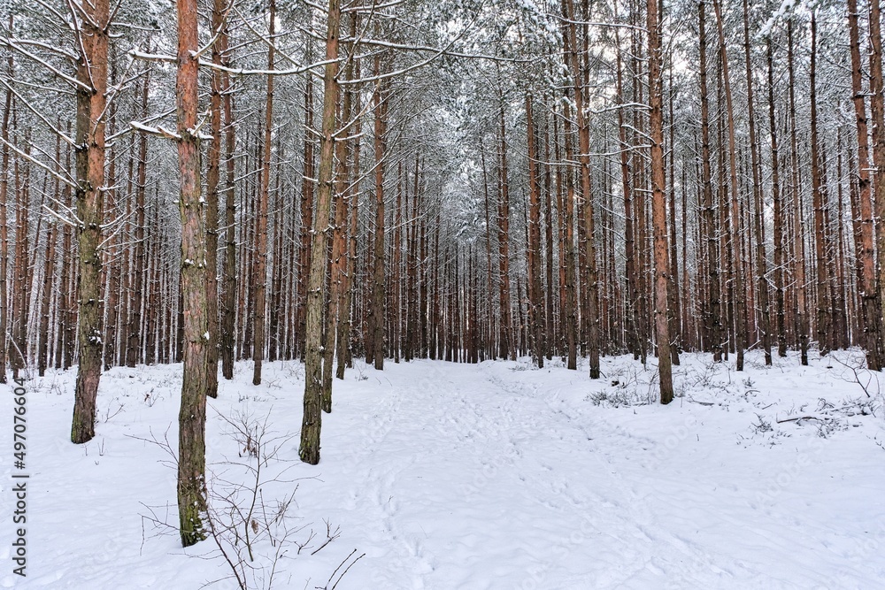 winter forest in the snow winter forest in the snow