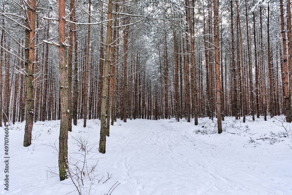 winter forest in the snow