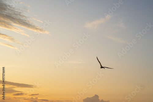 Wonderful orange sunset with birds on the beach in front of the sea. Arraial do Cabo, Rio de Janeiro, Brazil
