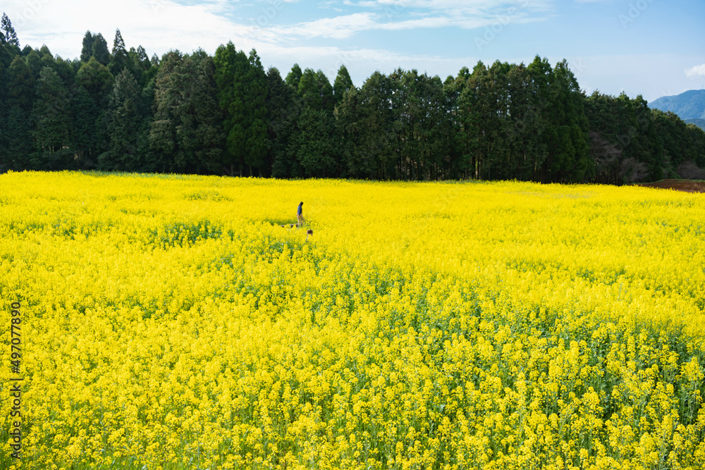 Fototapeta premium 佐賀県武雄市 馬場の山桜の満開の菜の花