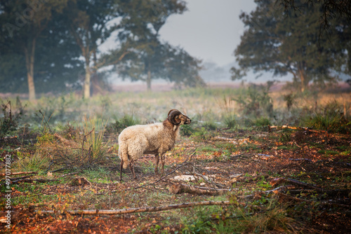 Drenthe bare heather landscape on the edge of the Balloërveld with a lonely solitary ram with beautiful curled horns and long-haired brown beige fur standing between the oak trees © photodigitaal.nl
