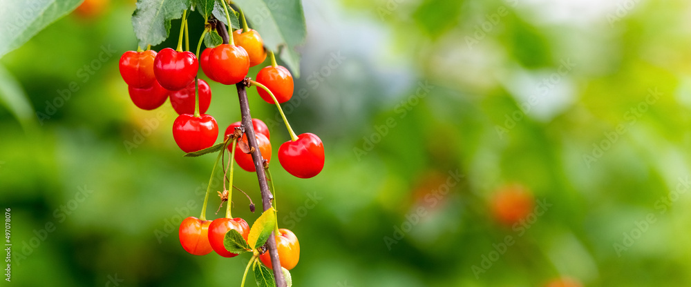 Obraz premium Red ripe cherries on a tree close up