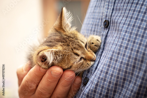 Photography A small brown kitten with closed eyes in the arms of a man