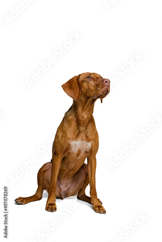 Studio shot of adorable brown Kurzhaar Drathaar  purebred dog posing isolated on white background. Concept of animal  pets  beauty  breed  title