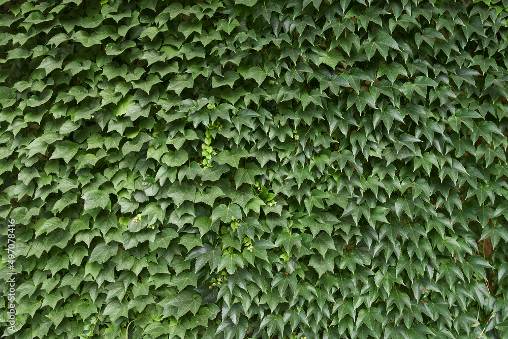 Green wall. Weaving plants on the wall. Decorative plants on the walls Green wall. Weaving plants on the wall. Decorative plants on the walls