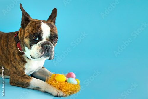 Fototapeta Naklejka Na Ścianę i Meble -  Funny Boston terrier congratulates on Easter with colored eggs on a blue background