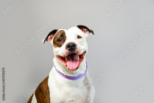 Tablou pe pânză Cute staffordshire terrier in studio on gray background