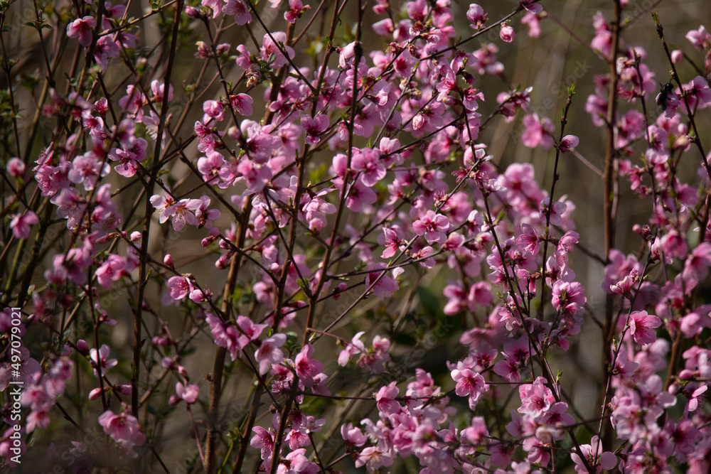 branches of a blossoming spring peach tree on a blurred backgroun