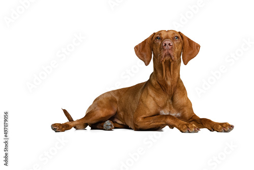 Studio shot of adorable brown Kurzhaar Drathaar  purebred dog posing isolated on white background. Concept of animal  pets  beauty  breed  title