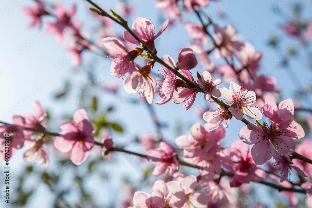 branches of a blossoming spring peach tree on a blurred background branches of a blossoming spring peach tree on a blurred background
