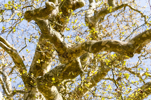 Photos Branches torturées d'un platane centenaire au printemps, montrant les détails de l'écorce