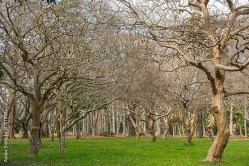 Naked Ginkgo biloba  gingko or maidenhair tree  trees in early spring in Yoyogi park  Tokyo  Japan