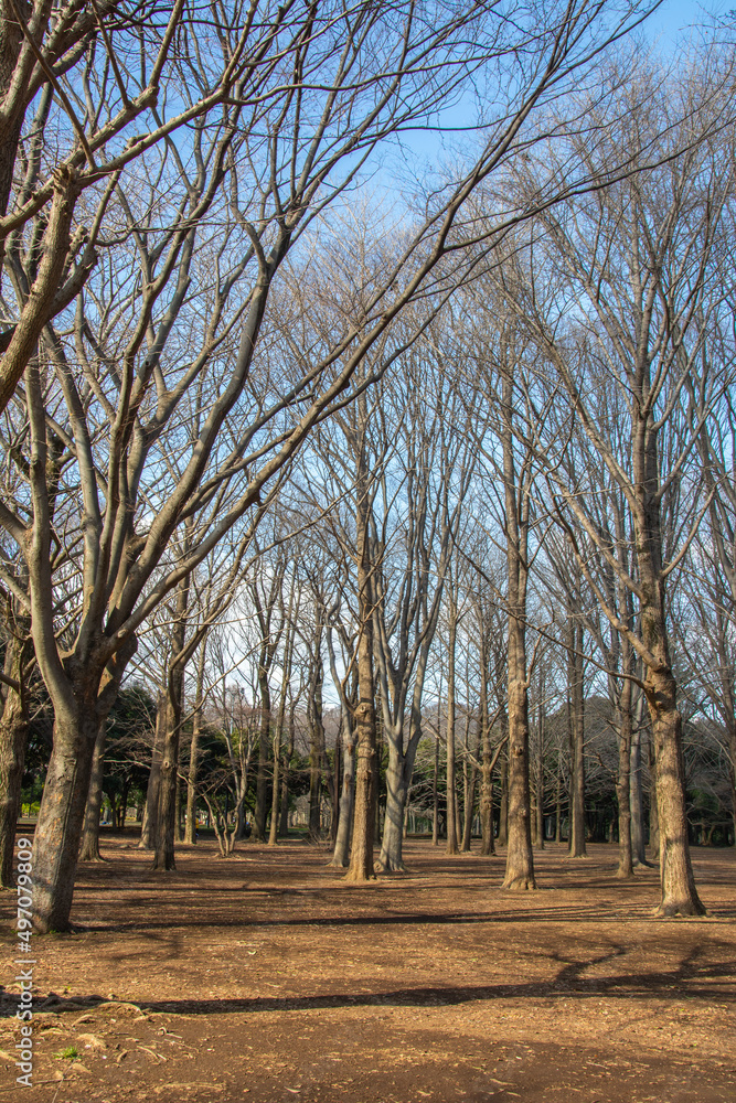 Naked Zelkova serrata (Japanese zelkova, Japanese elm or keyaki) trees in early spring in Yoyogi park, Tokyo, Japan Naked Zelkova serrata (Japanese zelkova, Japanese elm or keyaki) trees in early spring in Yoyogi park, Tokyo, Japan