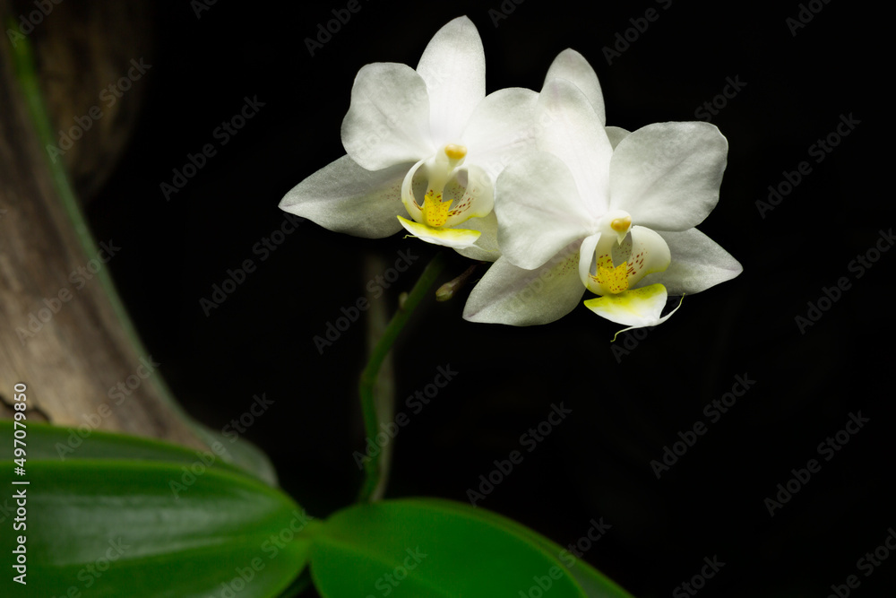 Horizontal close up of a white Phalaenopsis orchid flower growing on a branch with a black background.