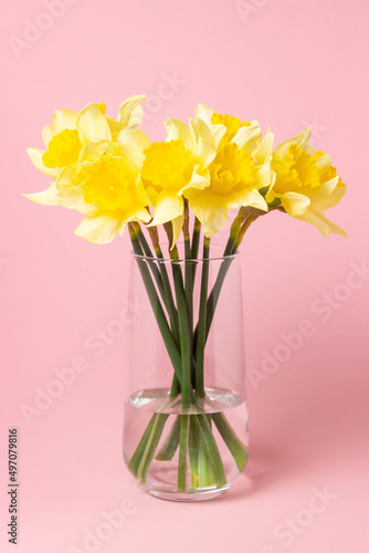 Daffodils in a glass vase on a pink background. Spring flowers. small bouquet