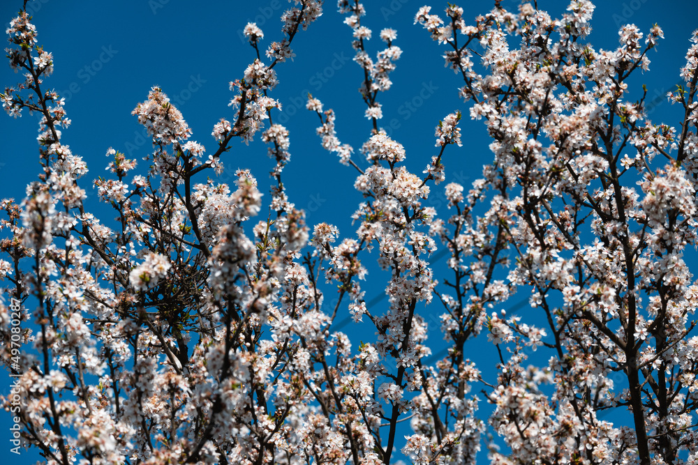 Flowering tree. White flowers on tree branches. The arrival of spring. Flowering tree. White flowers on tree branches. The arrival of spring.