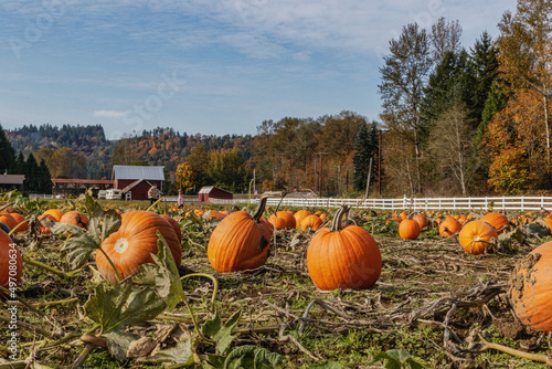 Big pumpkins in an open  field 