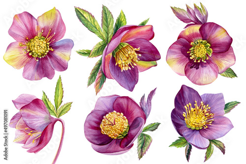 Watercolor flowers, hellebores isolated on a white background. Botanical illustration. Set Floral design elements photo