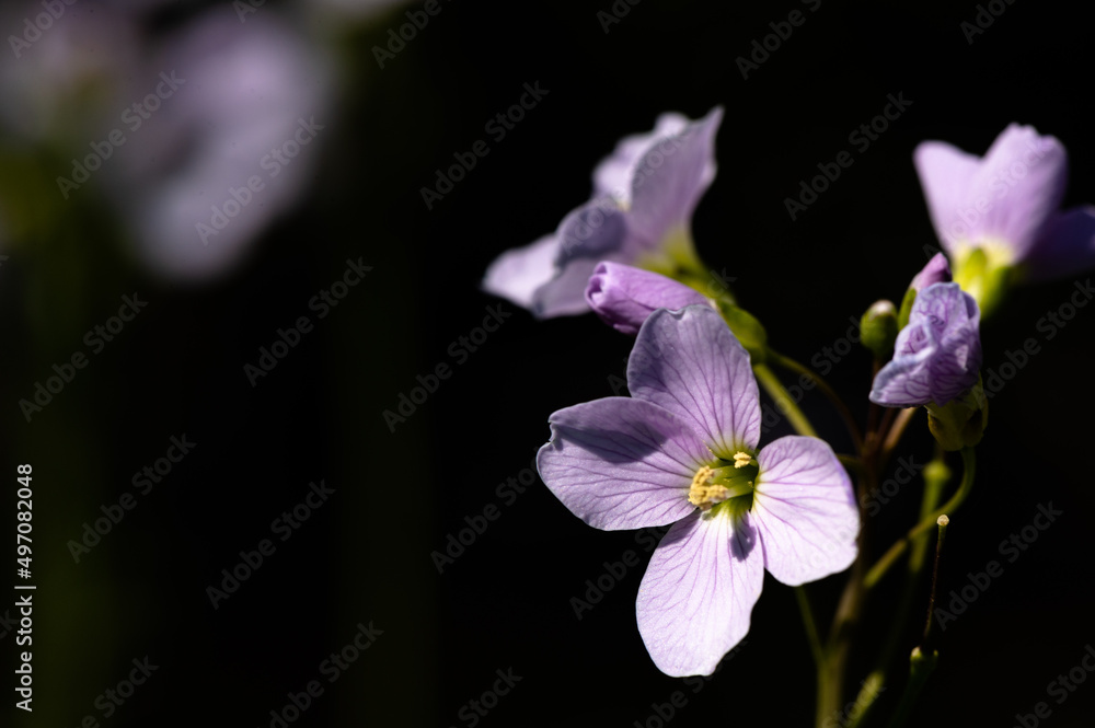 Cardamine pratensis - Cuckoo flower - Cardamine des prés Cardamine pratensis - Cuckoo flower - Cardamine des prés